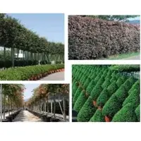 Garden plants